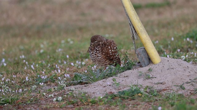 Burrowing Owl (Florida) - ML628298191