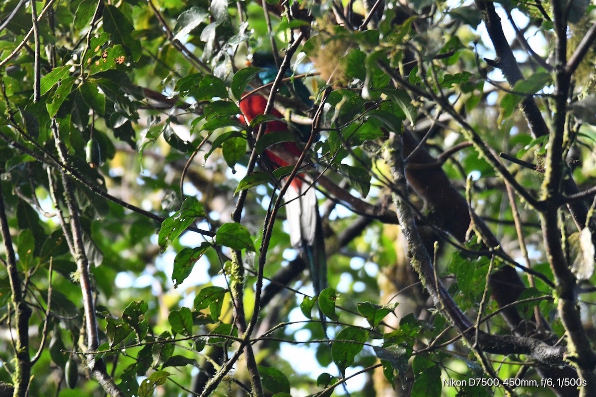 Quetzal Guatemalteco - ML628298217