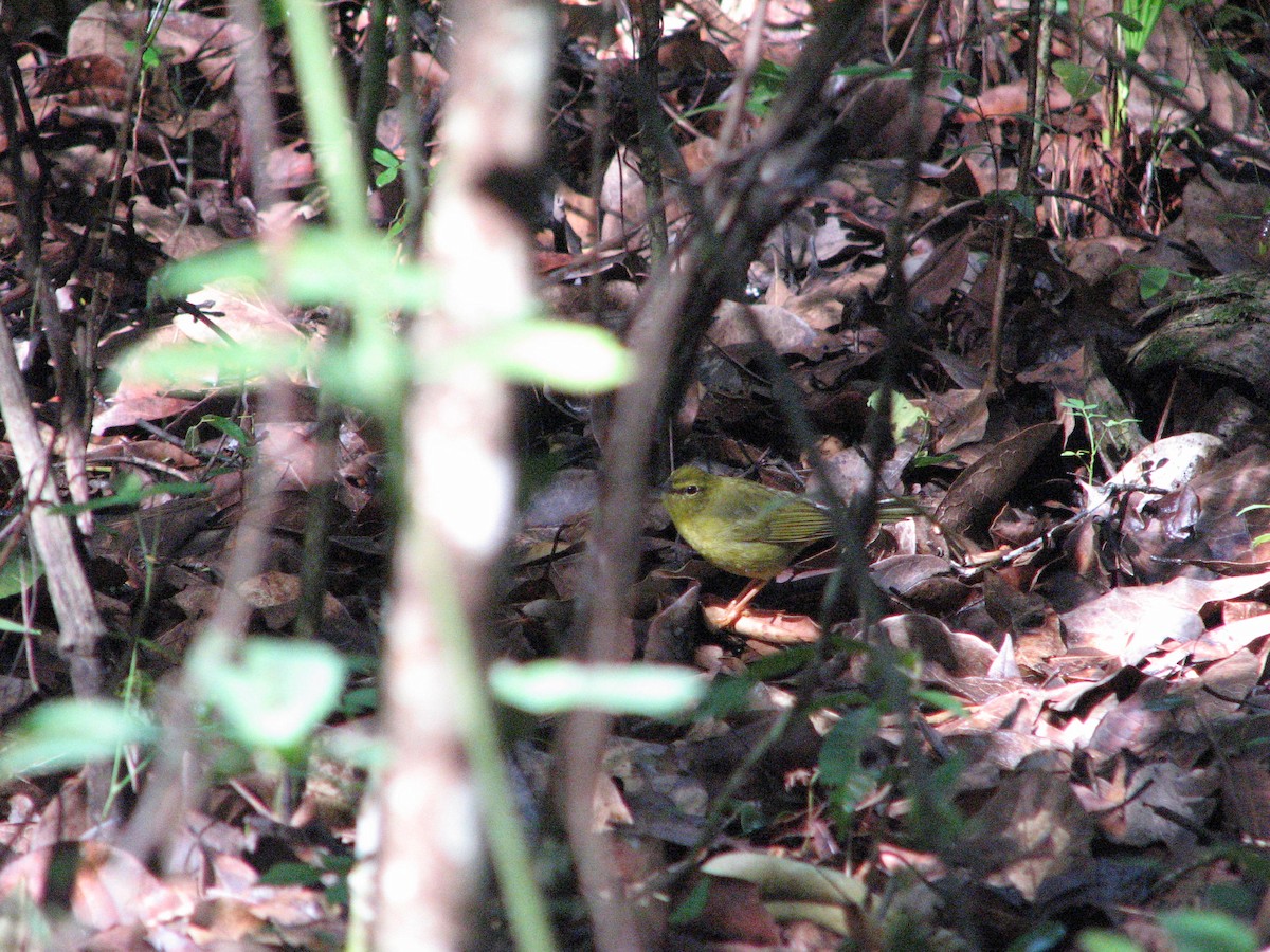 Flavescent Warbler - ML628298231