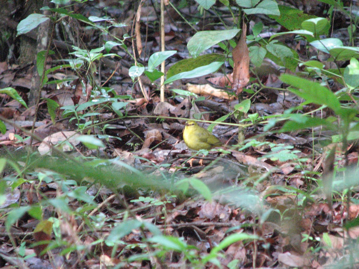 Flavescent Warbler - ML628298232