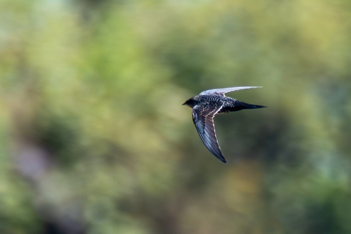 Dark-rumped Swift - ML628298237