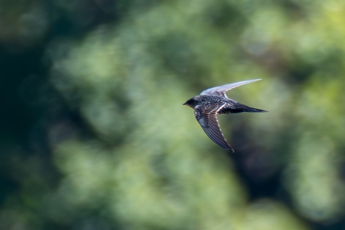 Dark-rumped Swift - ML628298238