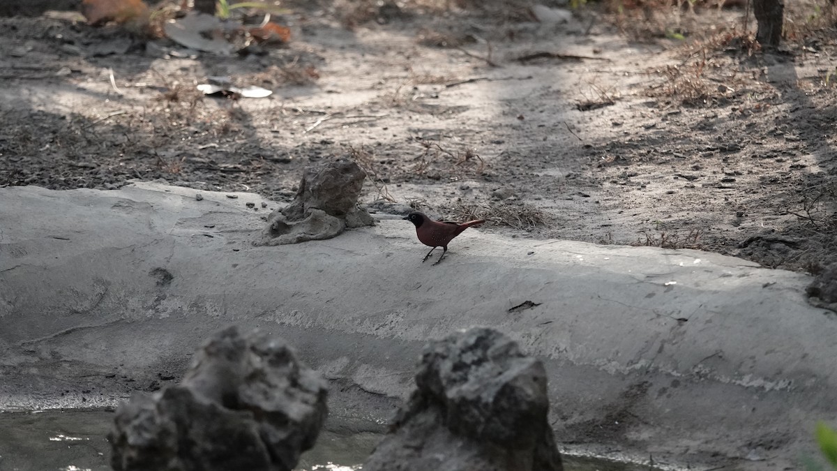 Black-faced Firefinch - ML628298260