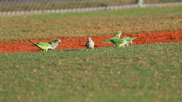 Monk Parakeet (Monk) - ML628298273
