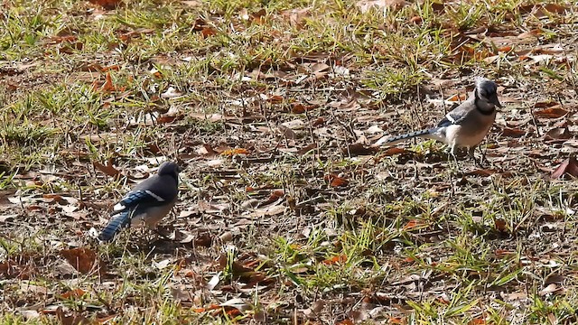 Blue Jay - ML628298347