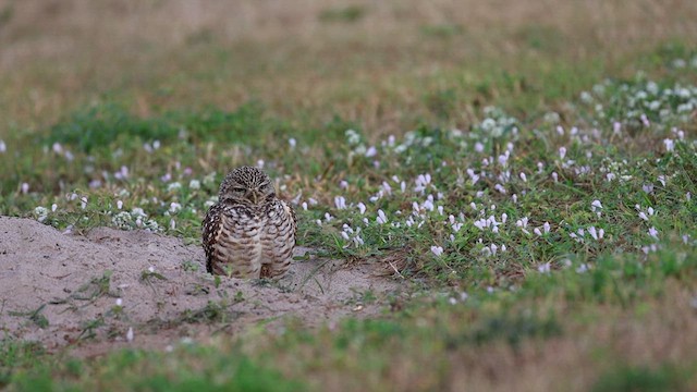 Burrowing Owl (Florida) - ML628298376