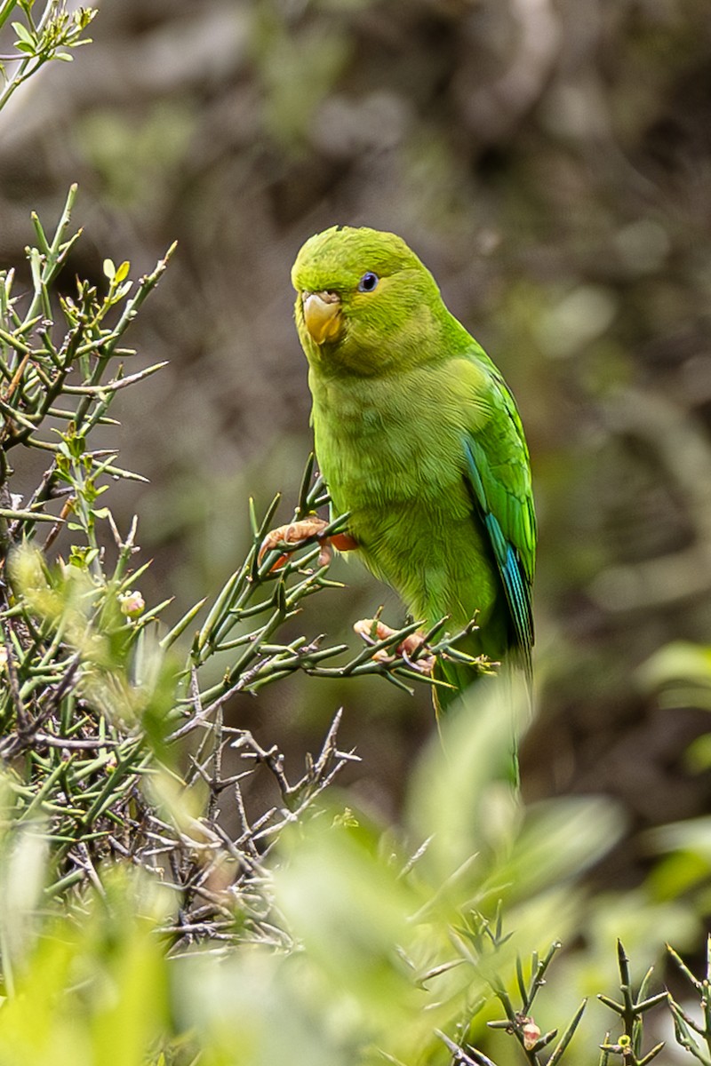 Andean Parakeet - ML628298459