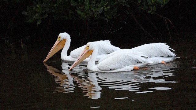 American White Pelican - ML628298705