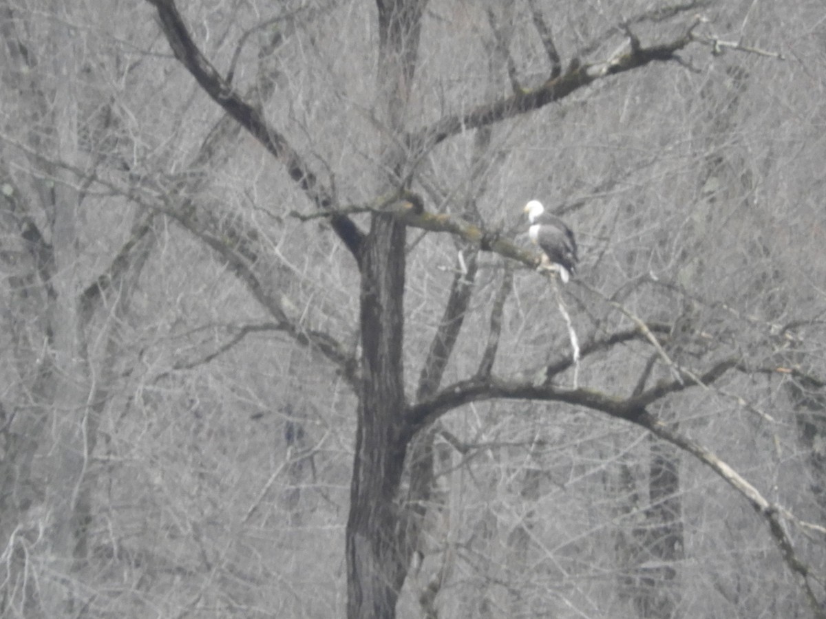 Itsas arrano buruzuria - ML628298959