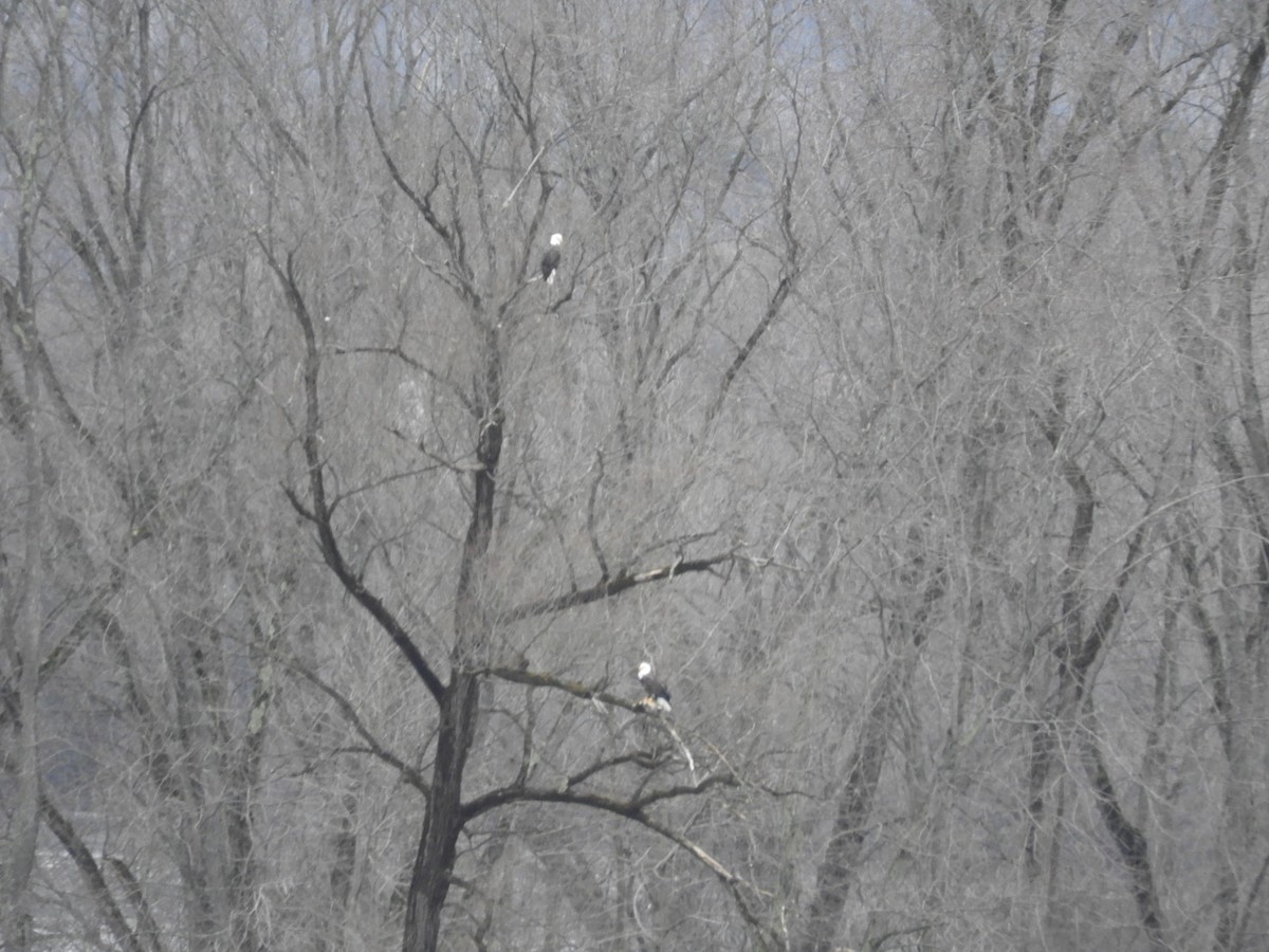 Itsas arrano buruzuria - ML628298960