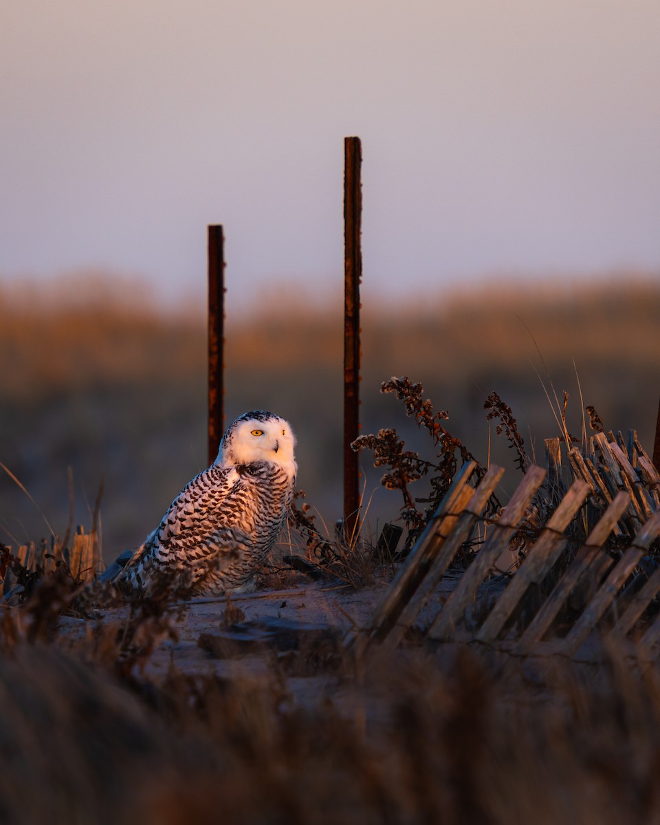 Snowy Owl - ML628299072