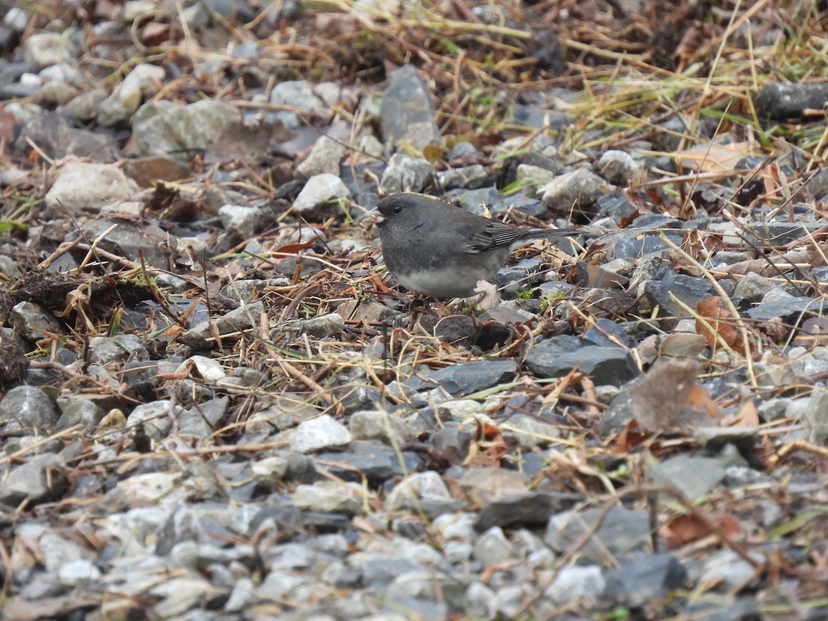 Junco Ojioscuro - ML628299106