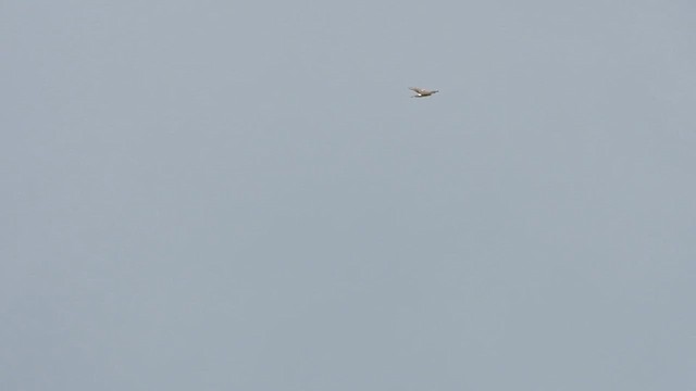 Pallid Harrier - ML628299219