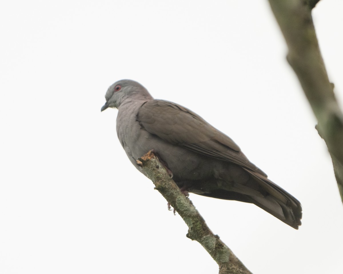 Dusky Pigeon - ML628299303