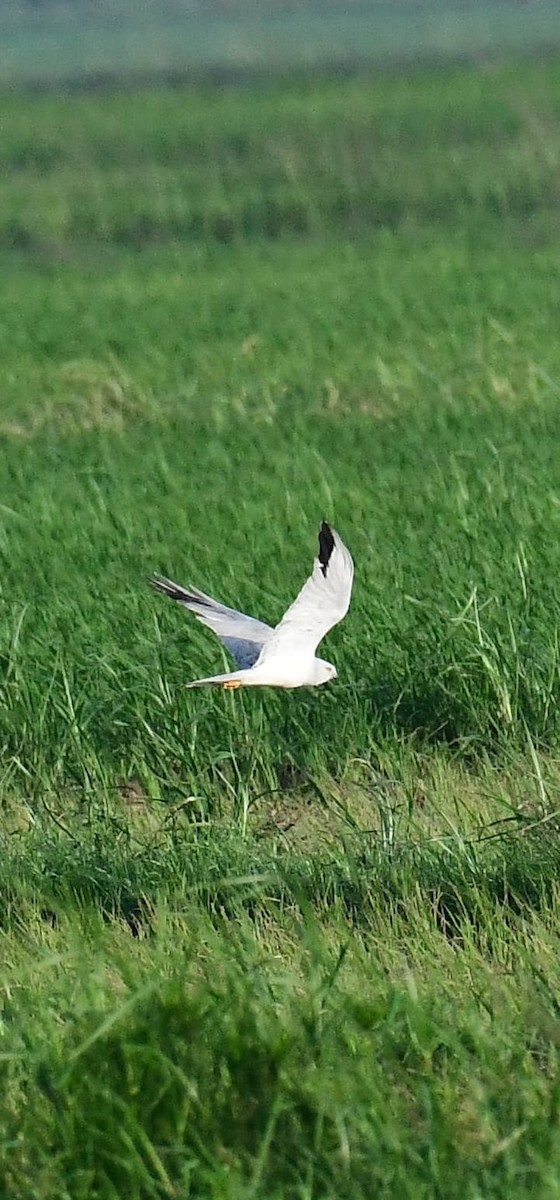 Pallid/Montagu's Harrier - ML628299336