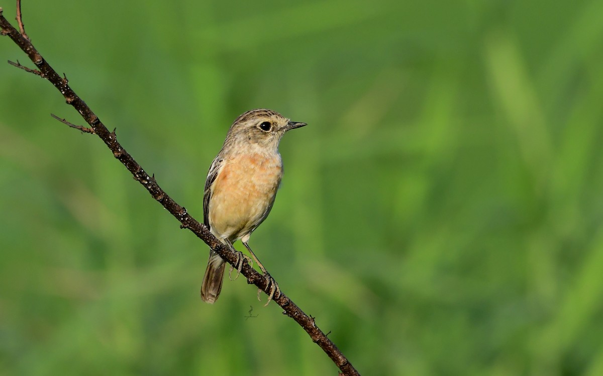 Siberian Stonechat - ML628299354