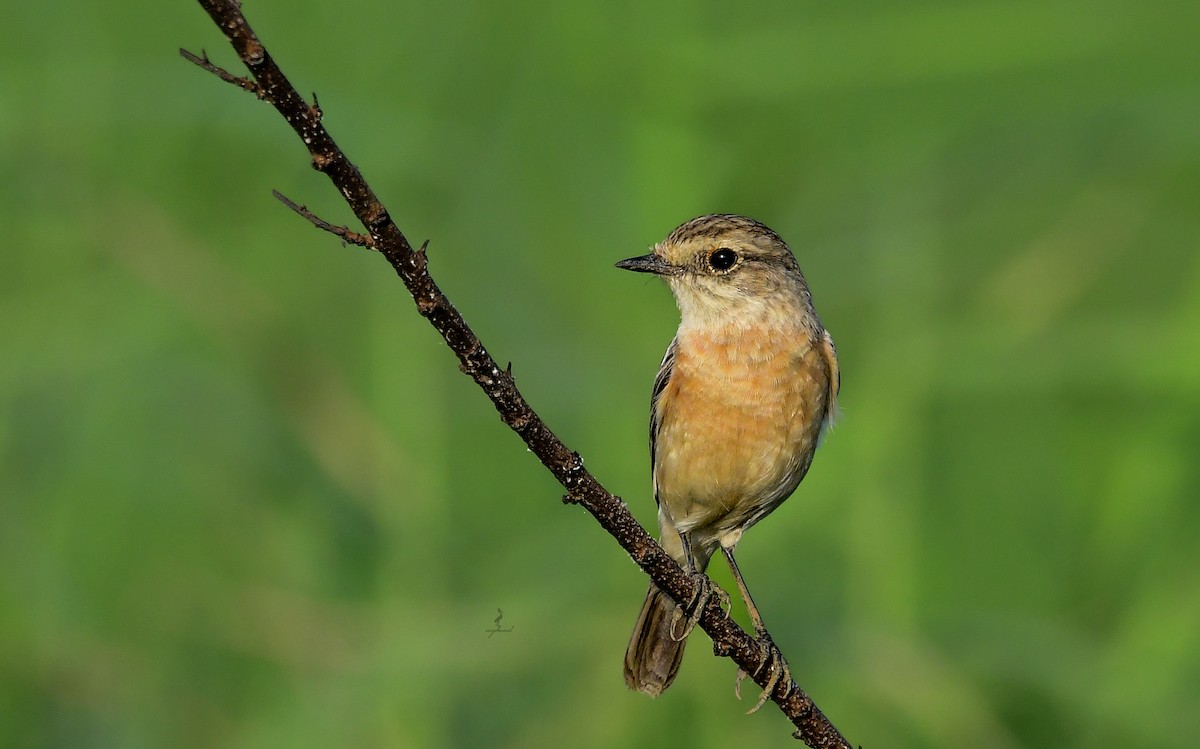 Siberian Stonechat - ML628299355