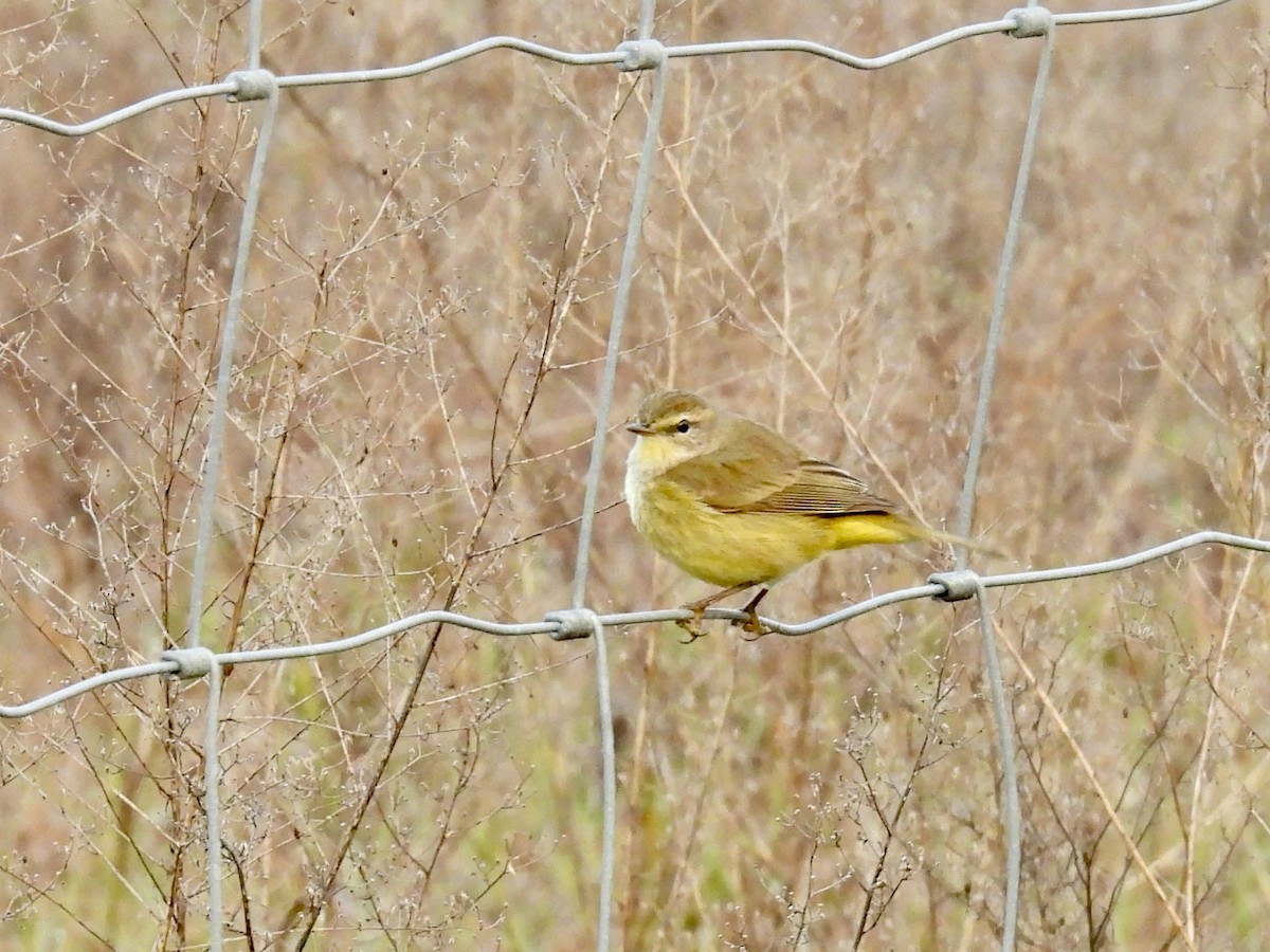 Palm Warbler - ML628299423