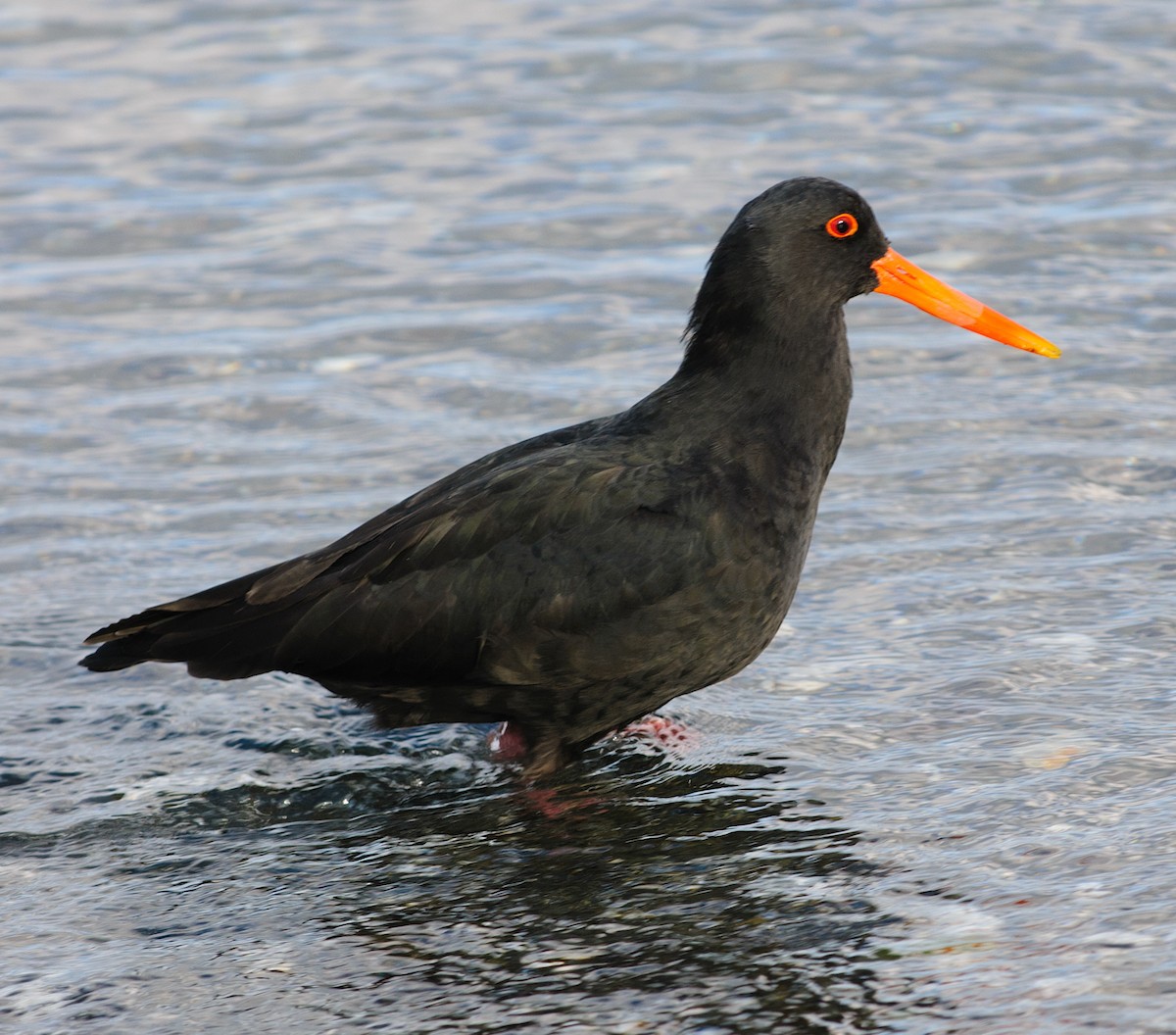 Variable Oystercatcher - ML628299481