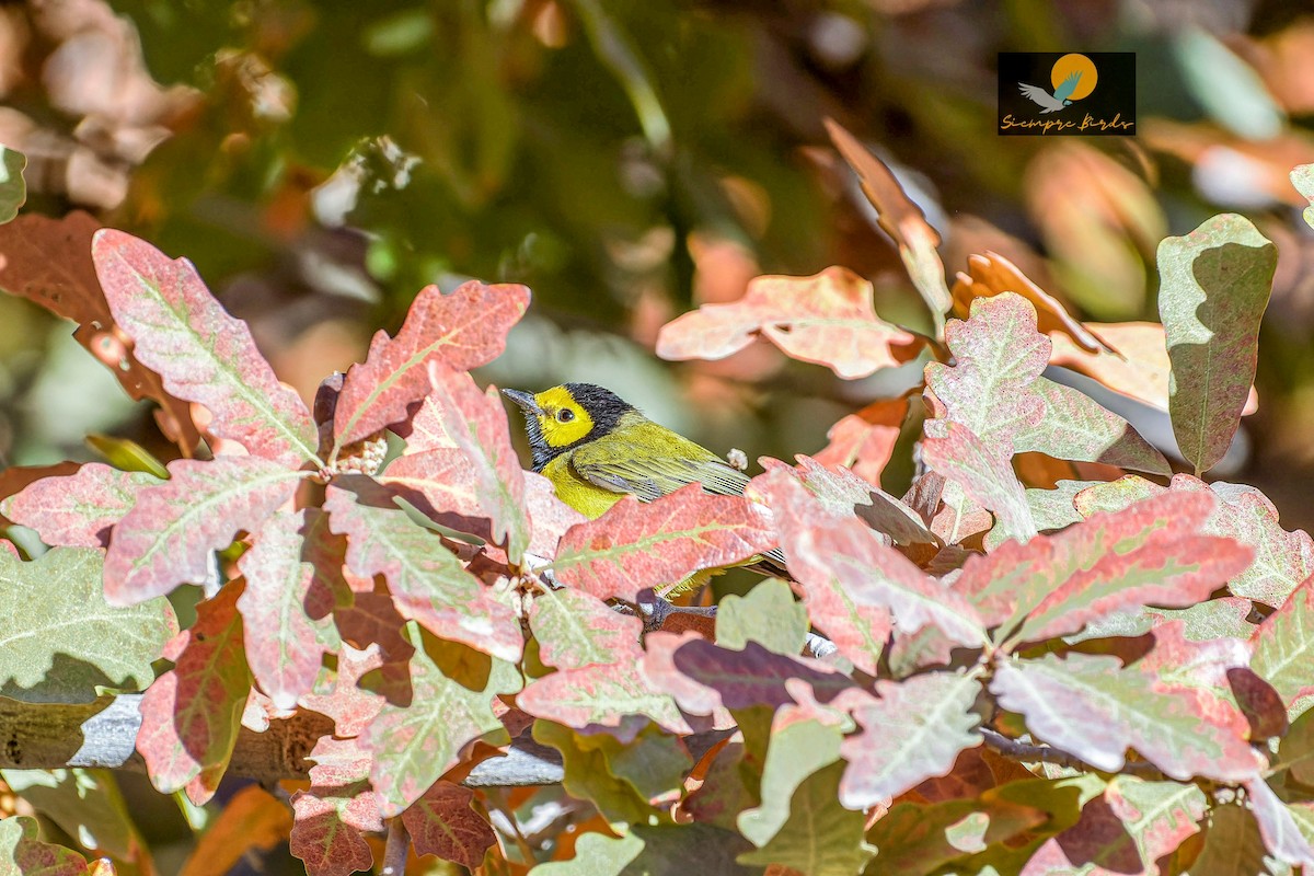 Hooded Warbler - ML628299492