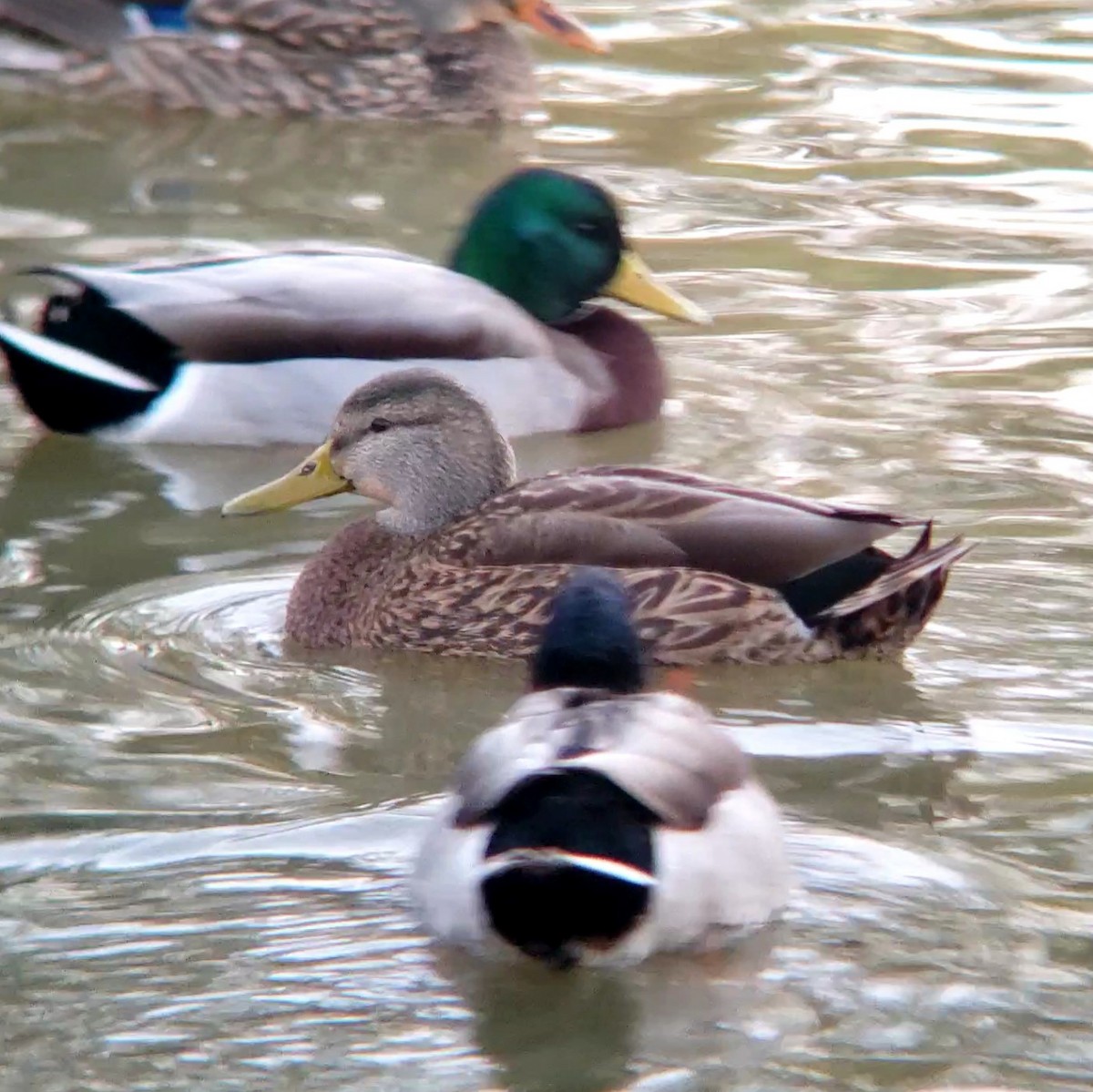 Mallard x Mexican Duck (hybrid) - ML628299869