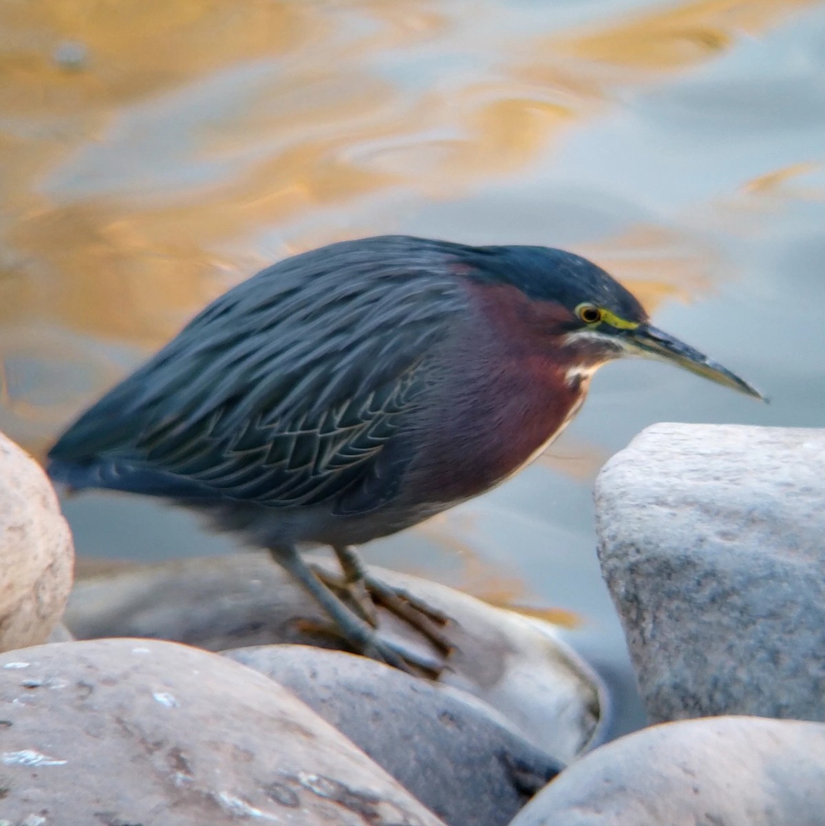 Green Heron - ML628299877