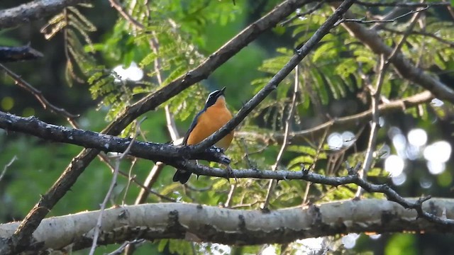 Orangenachtigall - ML628299931