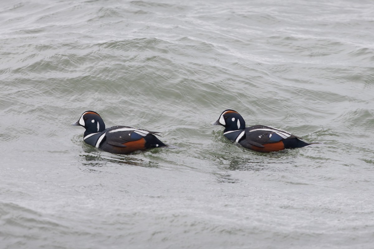 Harlequin Duck - ML628299954