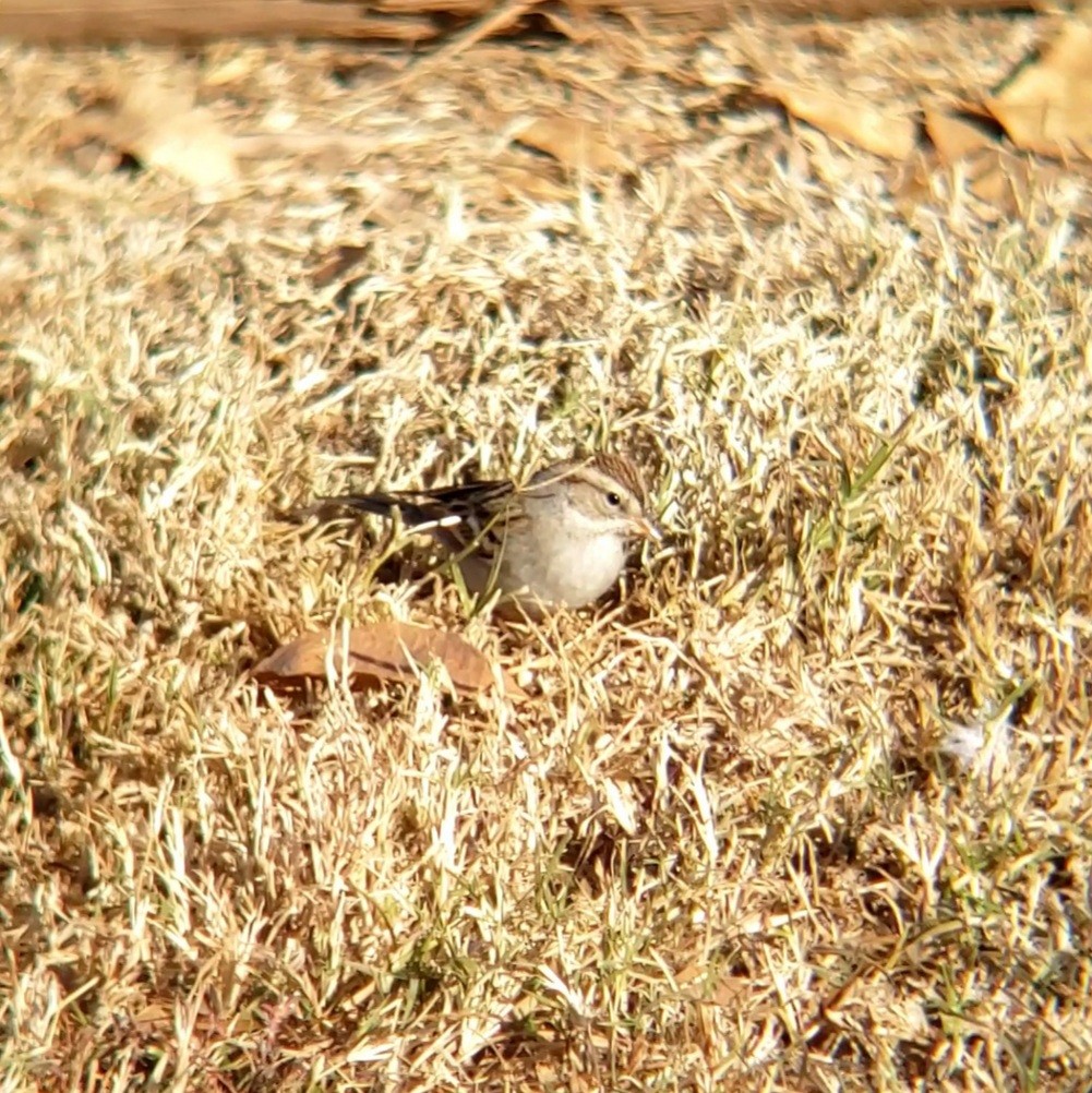 Chipping Sparrow - ML628299967