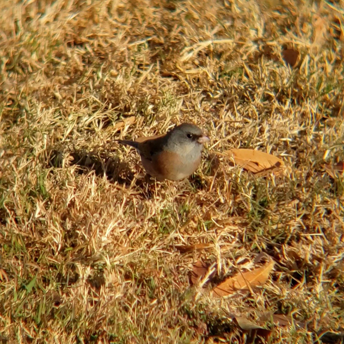 Dark-eyed Junco - ML628299973