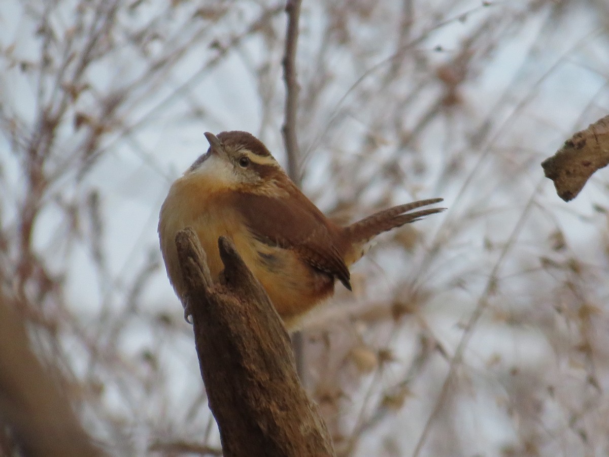 Carolina Wren - ML628299976