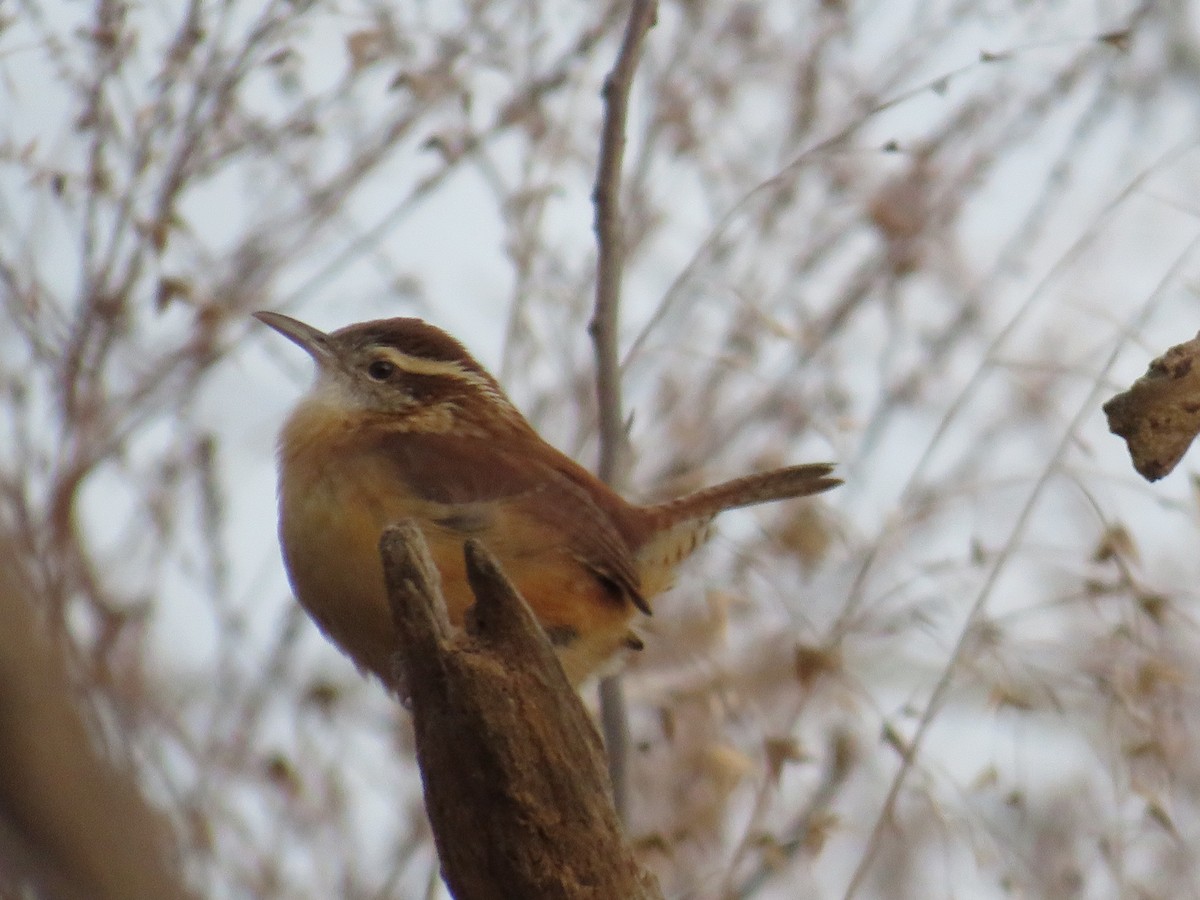 Carolina Wren - ML628299977