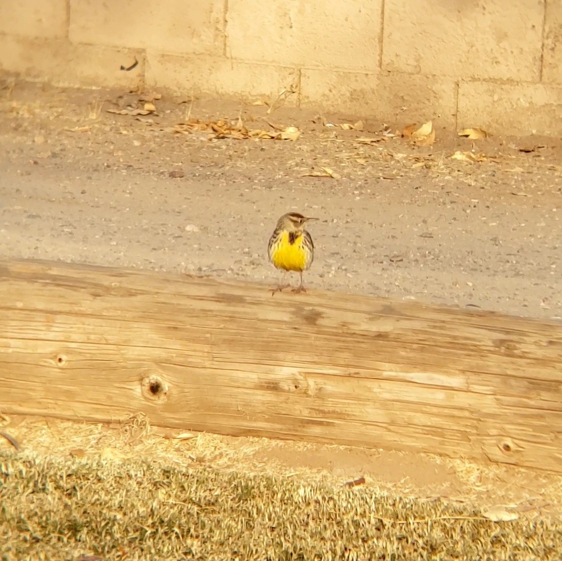 Western Meadowlark - ML628299985