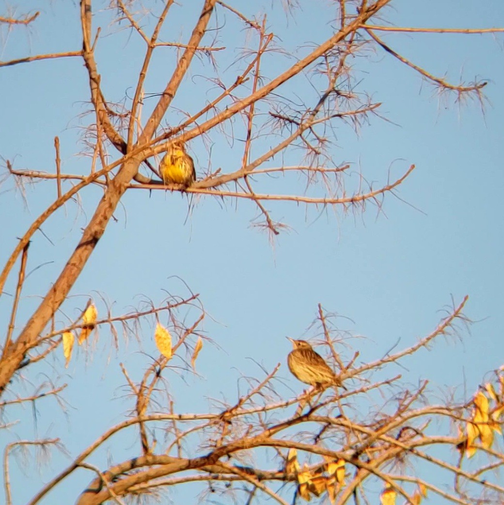 Western Meadowlark - ML628299986