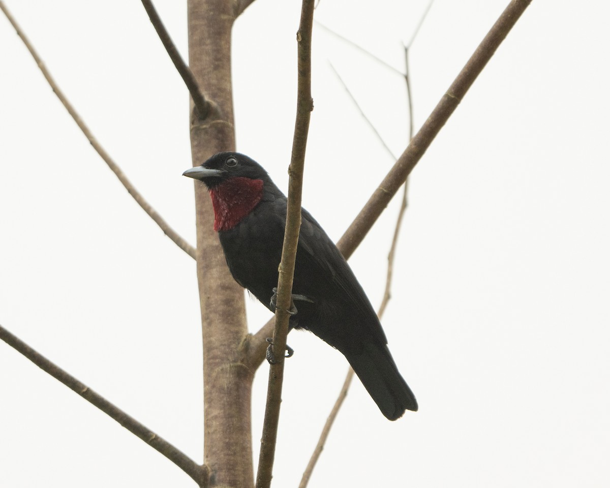 Purple-throated Fruitcrow - ML628300023