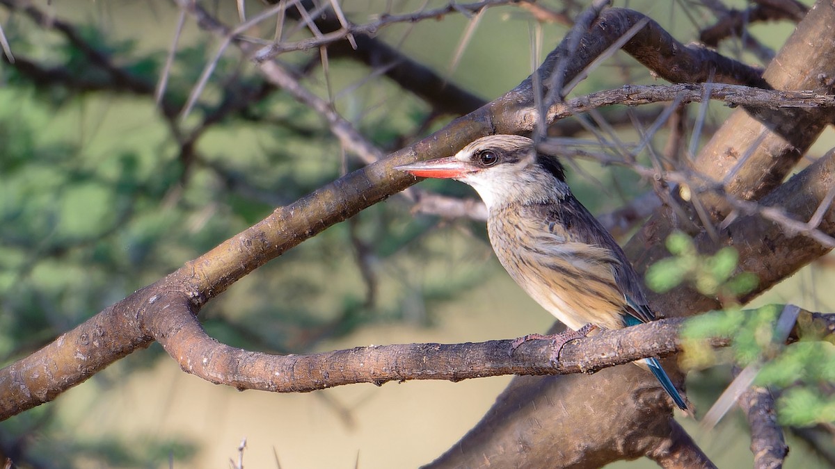 Striped Kingfisher - ML628300083