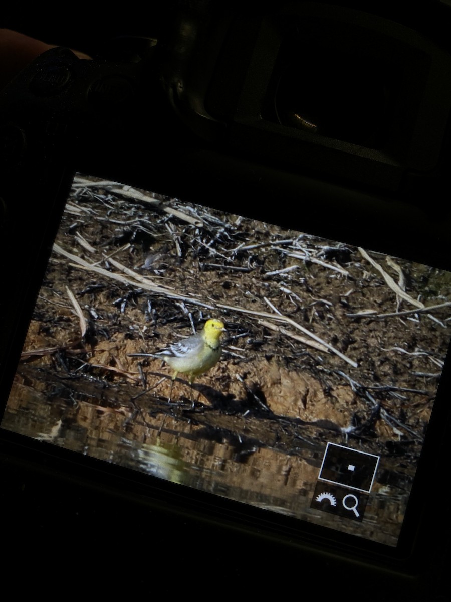 Citrine Wagtail - ML628300177