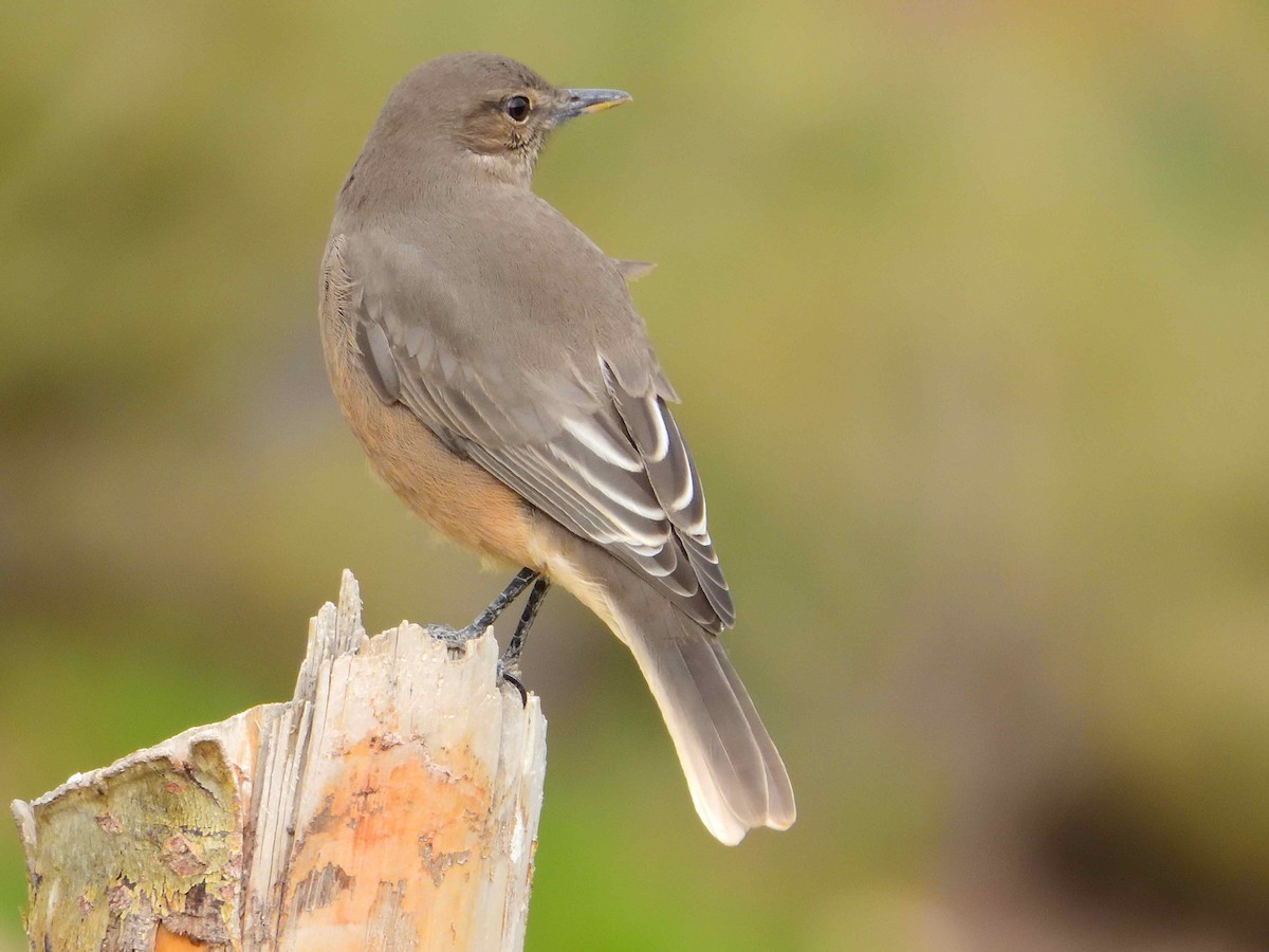 Black-billed Shrike-Tyrant - ML628300263