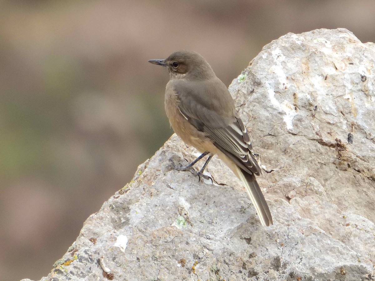 Black-billed Shrike-Tyrant - ML628300280