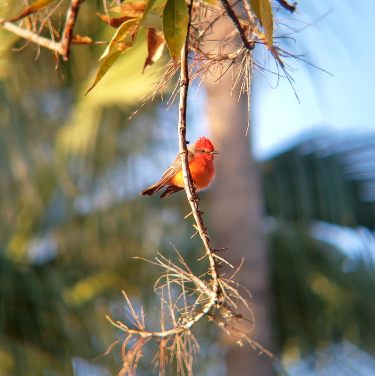 Vermilion Flycatcher - ML628300310