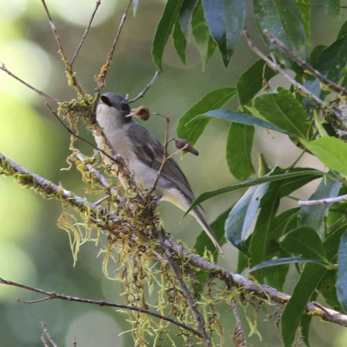 Golden Whistler (Eastern) - ML628300480