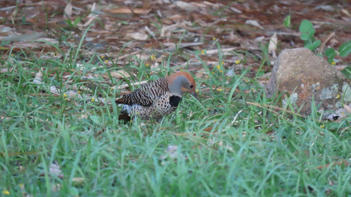 Guatemalan Flicker - ML628300654