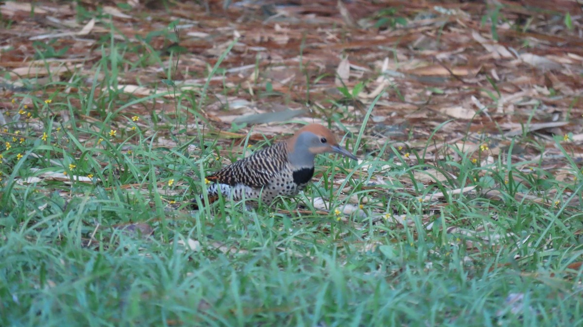 Guatemalan Flicker - ML628300655