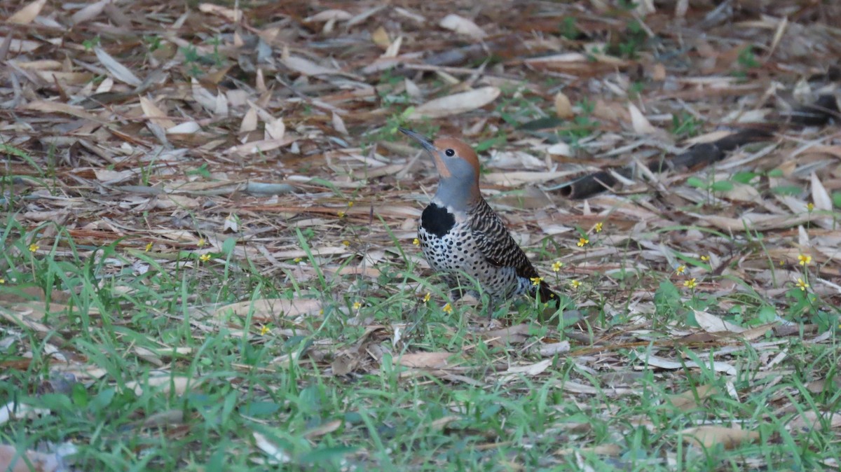 Guatemalan Flicker - ML628300656