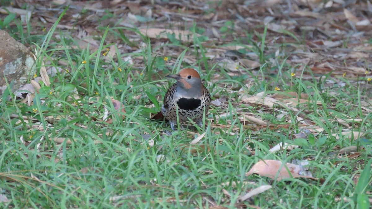 Guatemalan Flicker - ML628300657