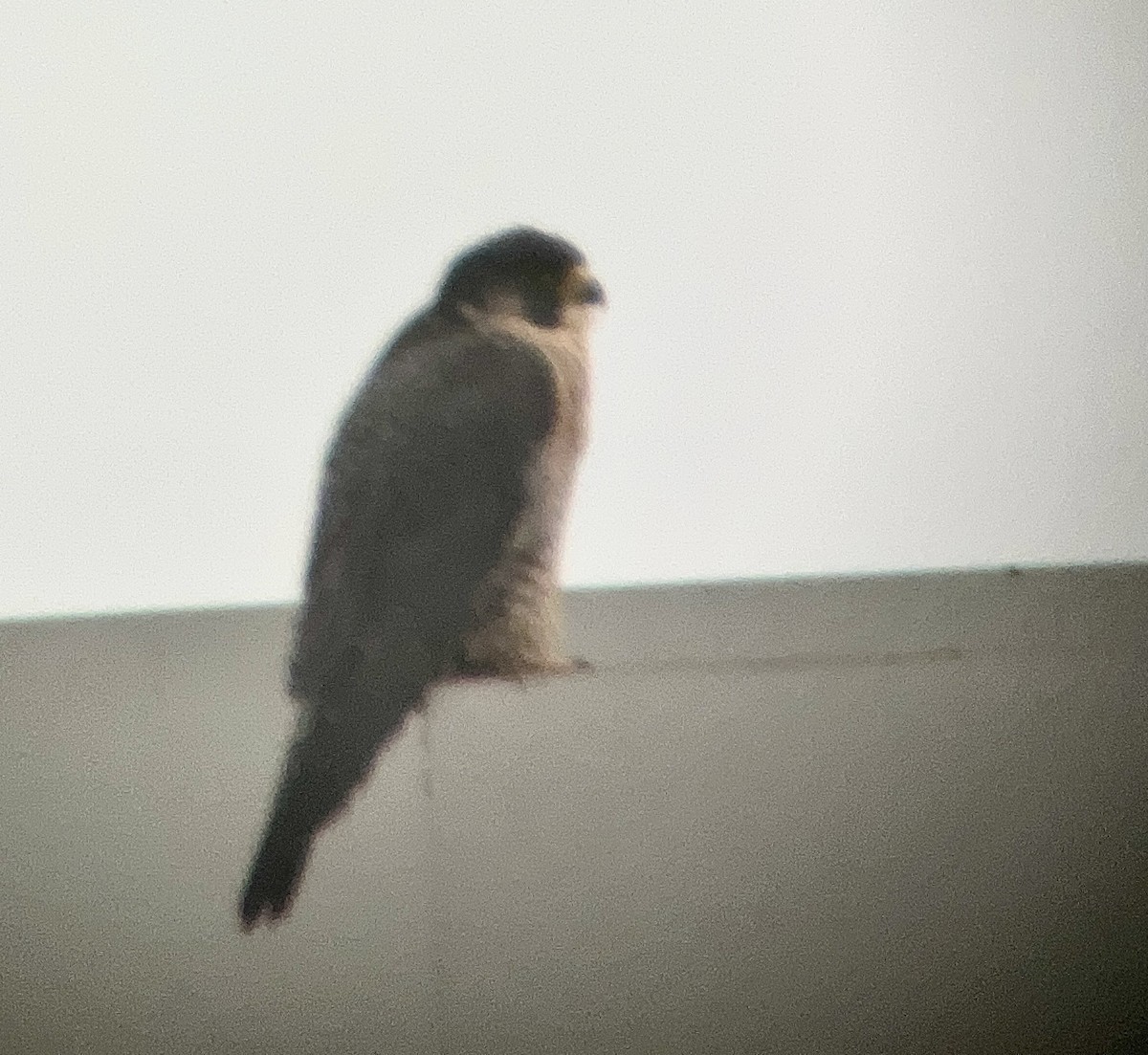 Peregrine Falcon - ML628301019