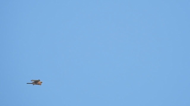 Turmfalke - ML628301055