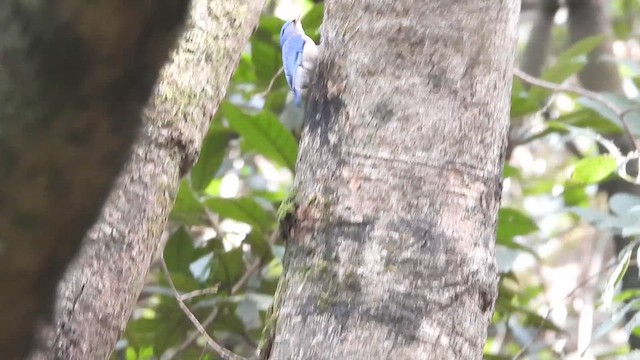 Velvet-fronted Nuthatch - ML628301248
