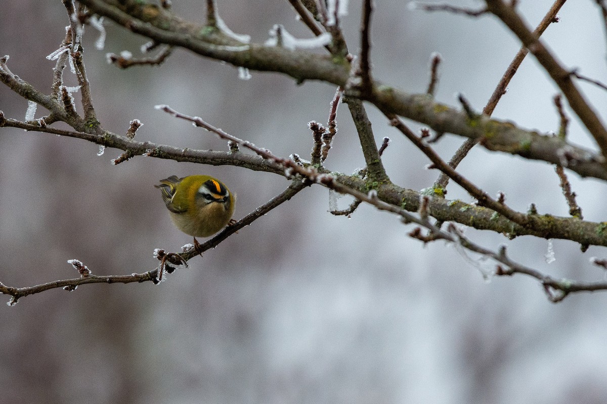 Common Firecrest - ML628301337