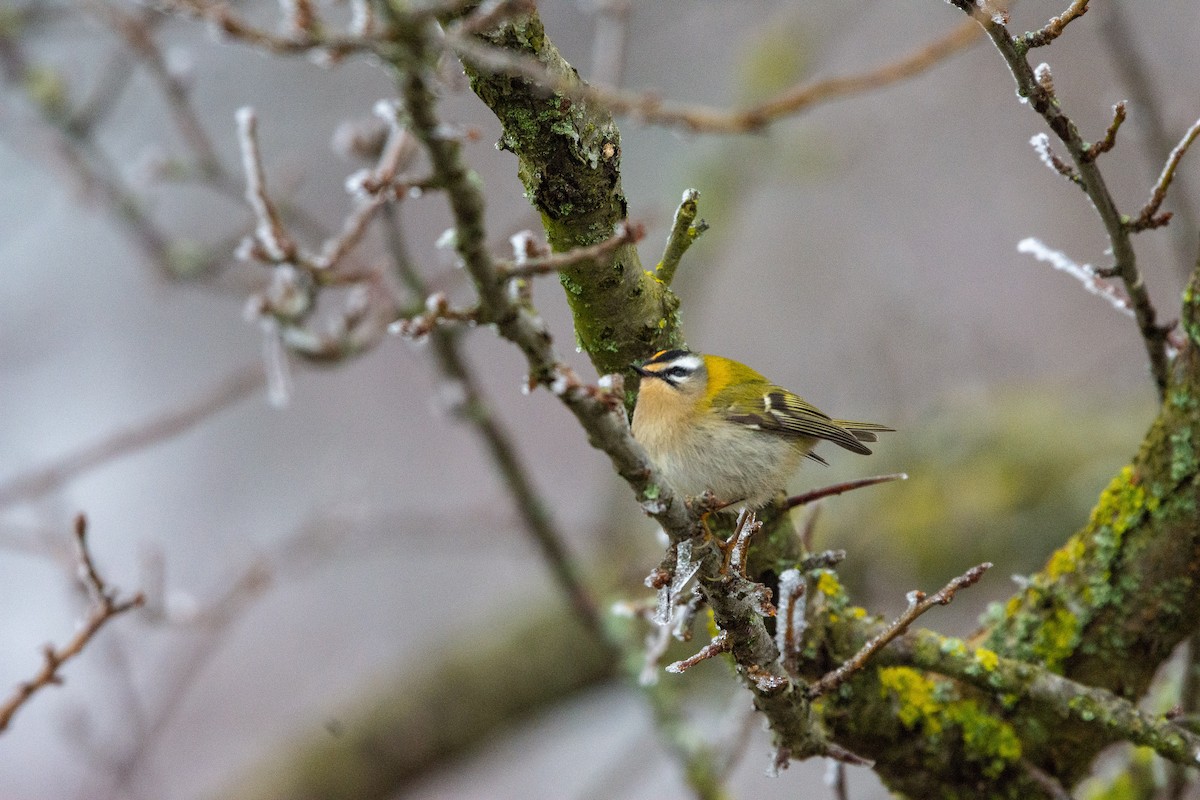 Common Firecrest - ML628301338